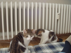 Franz und Merle Bild 11