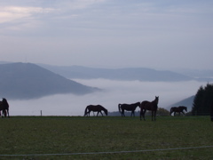 Sauerland Bild 4